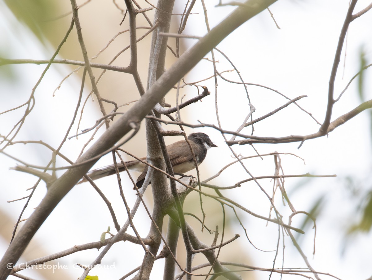 Malaysian Pied-Fantail - ML645382374