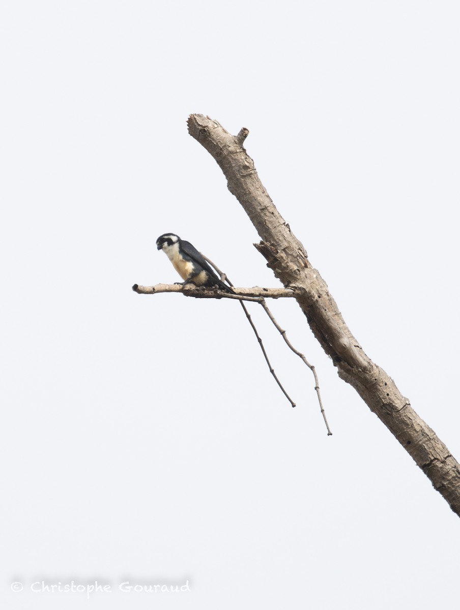 Black-thighed Falconet - ML645382379