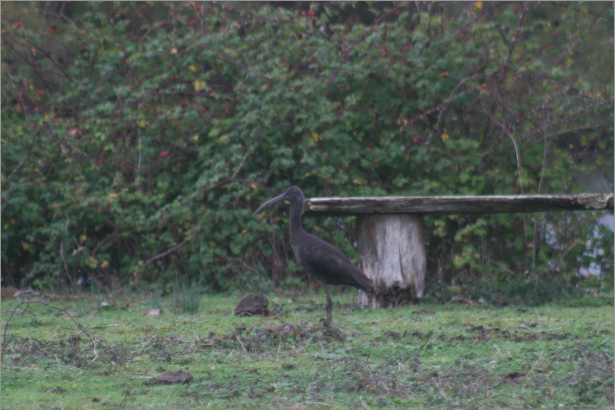 Glossy Ibis - ML645382380