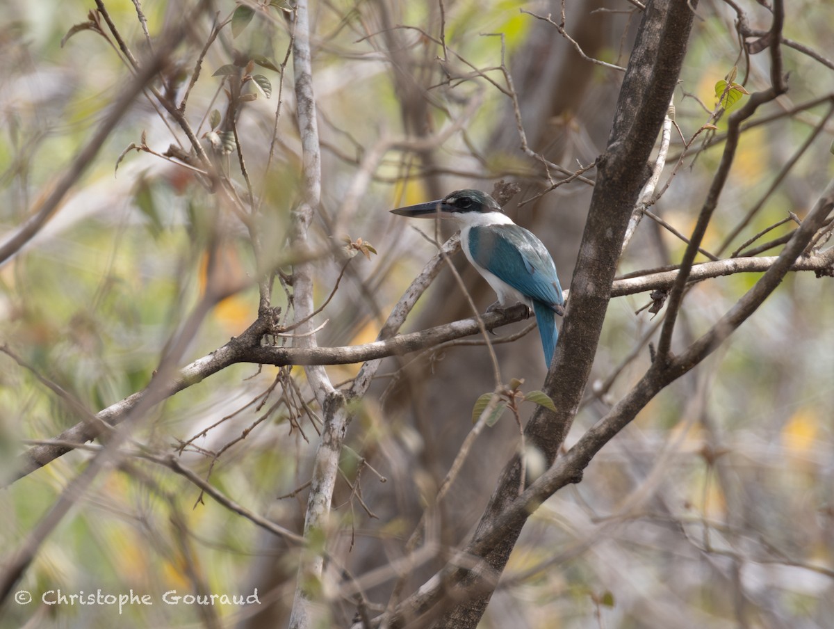 Collared Kingfisher (Collared) - ML645382383