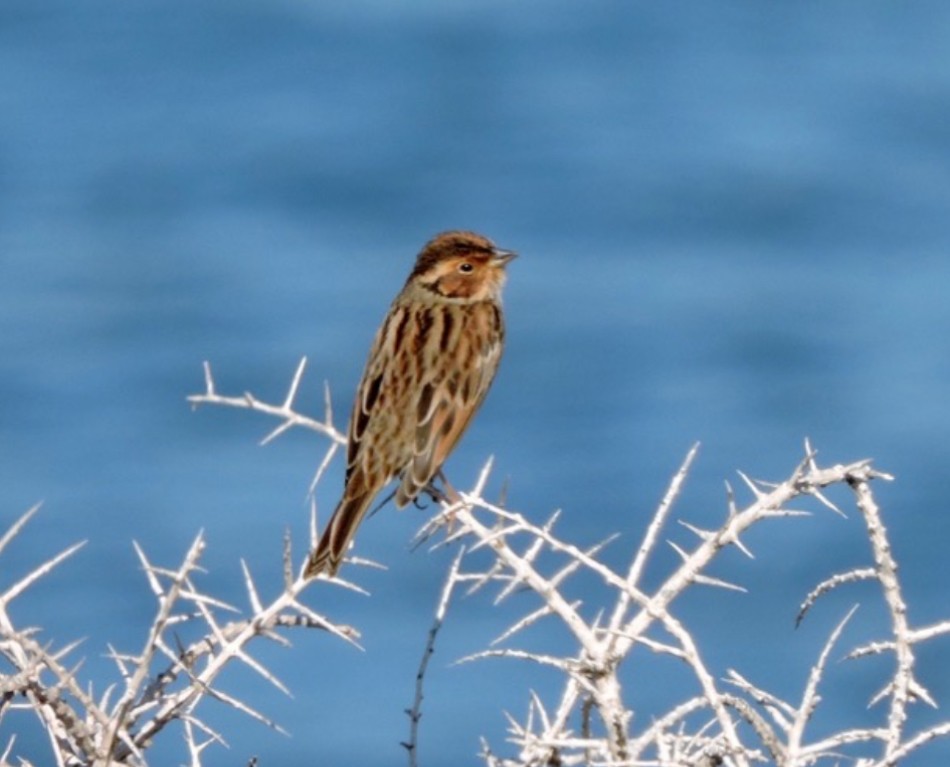 Little Bunting - ML645382384