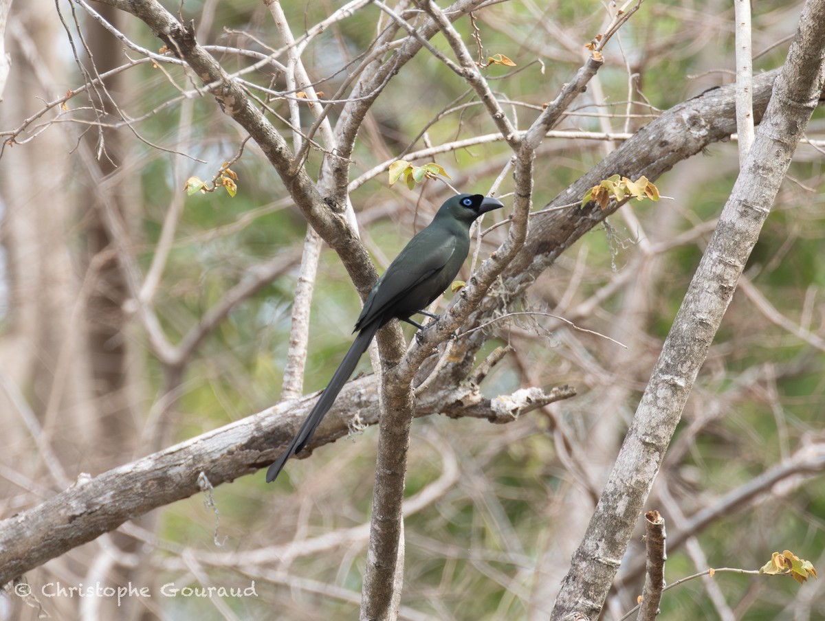 Ракетохвостая сорока - ML645382385