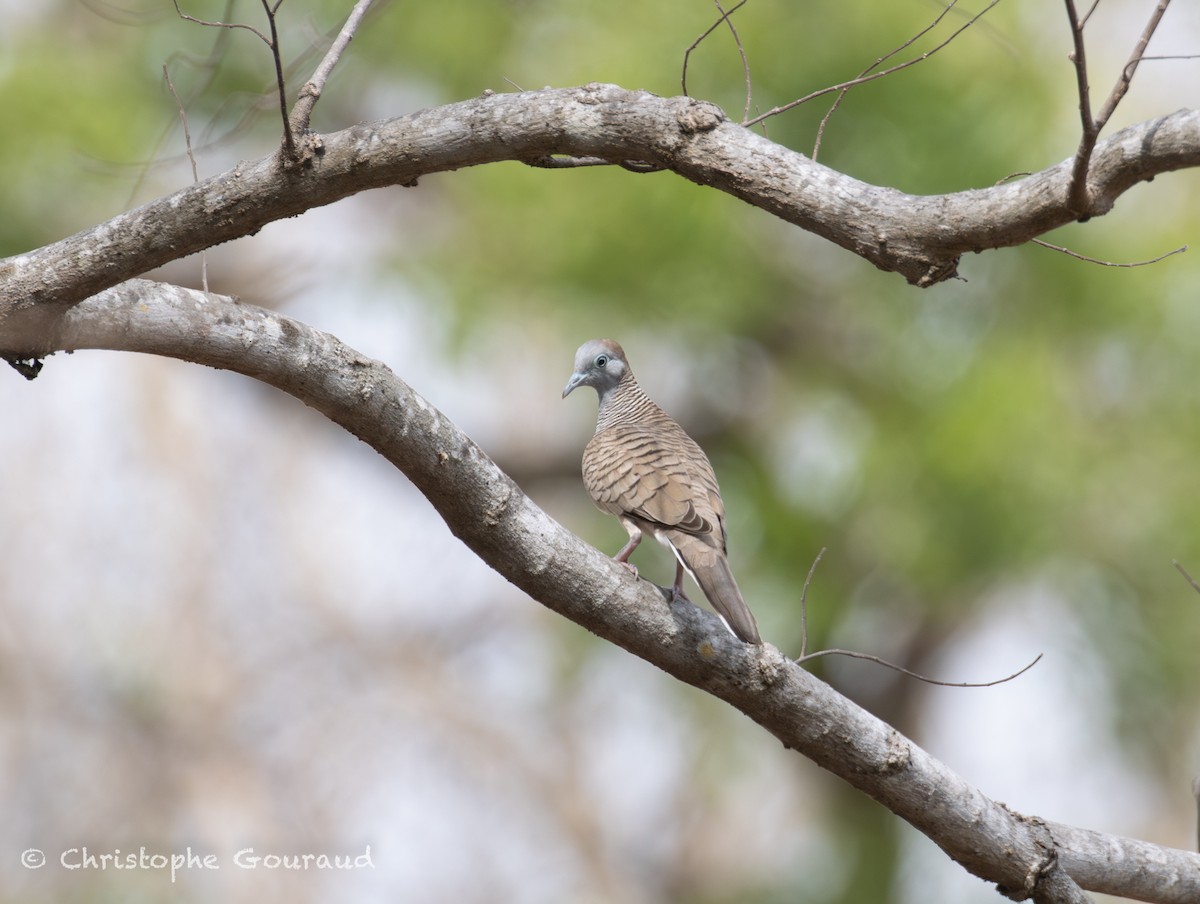 Zebra Dove - ML645382387