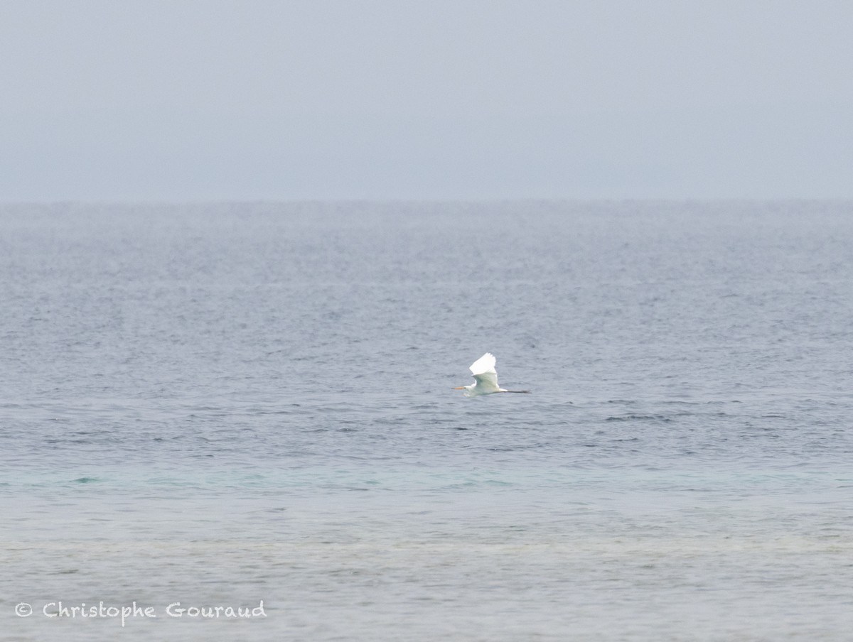 Medium Egret - ML645382394