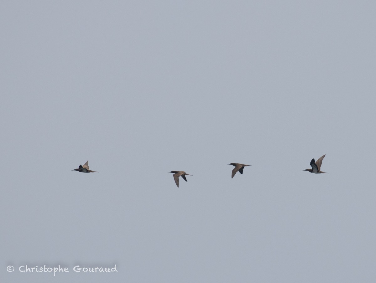 Brown Booby (Forster's) - ML645382395