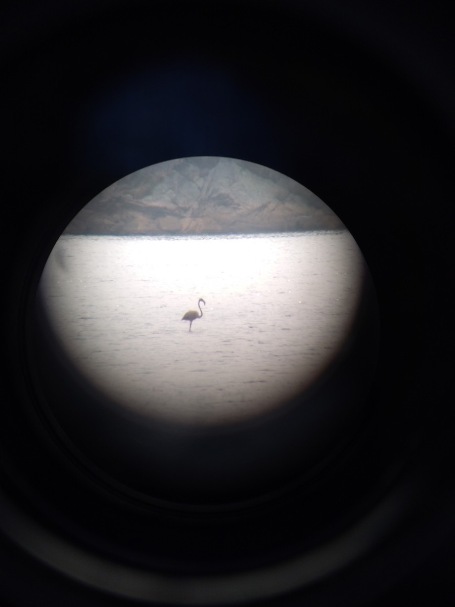 Flamenco Rojo - ML645382396