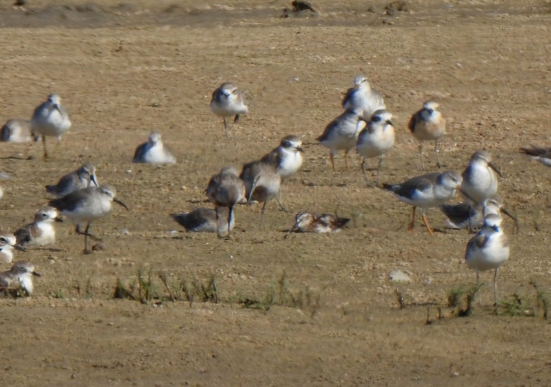 Broad-billed Sandpiper - ML645382397
