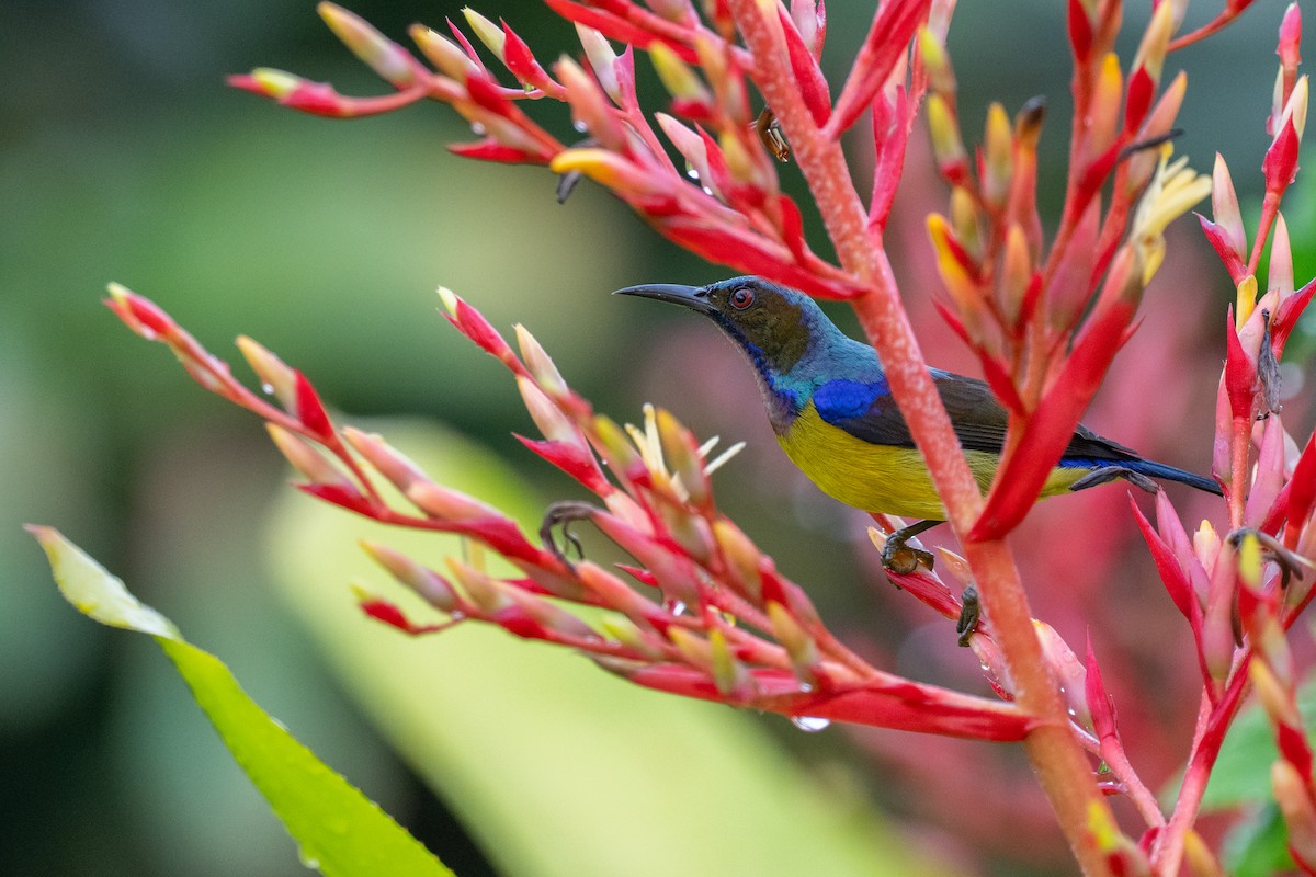 Brown-throated Sunbird - ML645382399