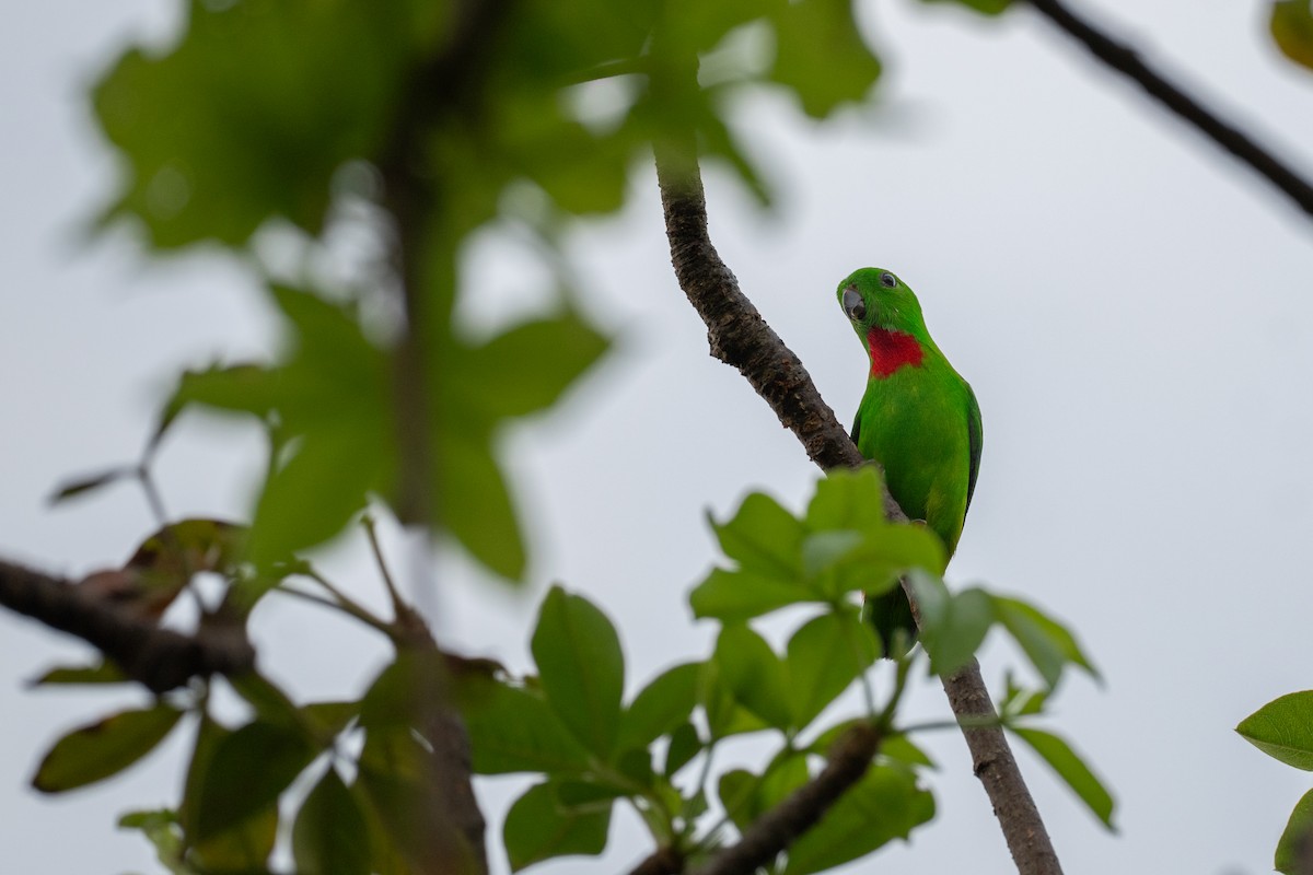 Blue-crowned Hanging-Parrot - ML645382406
