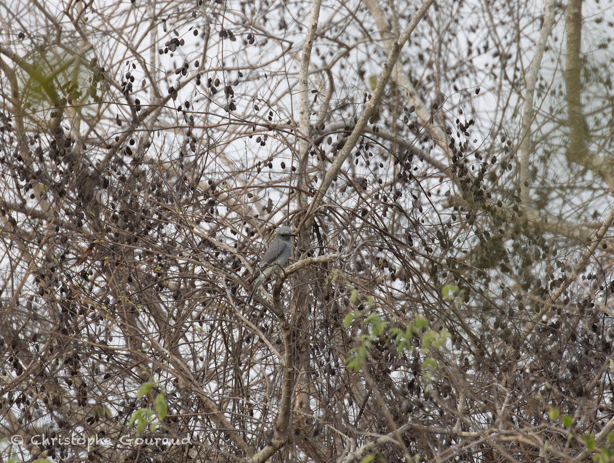 Oriental Cuckooshrike (Javan) - ML645382408