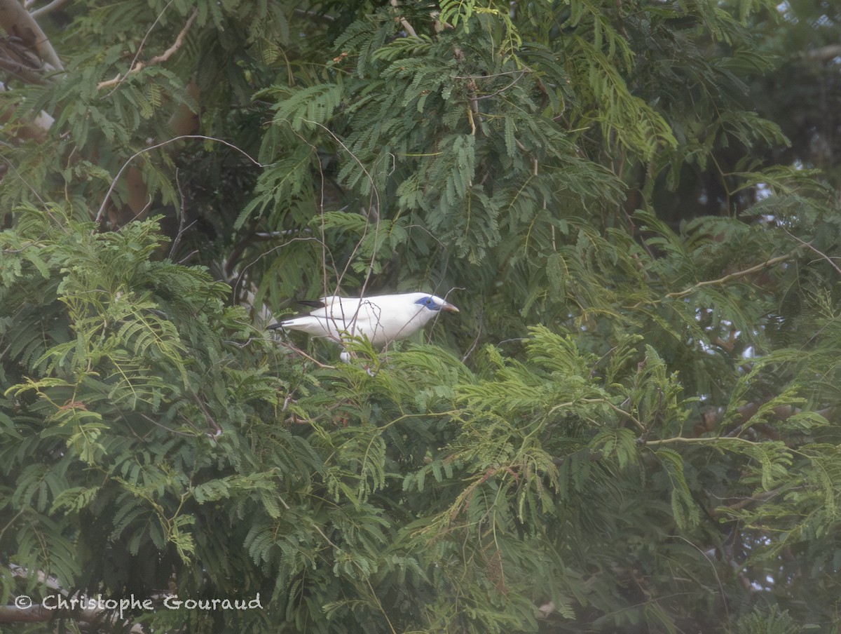 Bali Myna - ML645382409