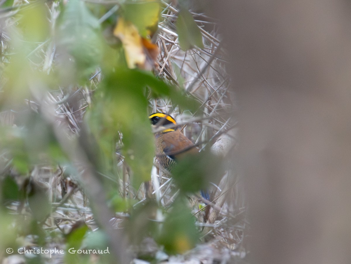 Javan Banded-Pitta - ML645382412