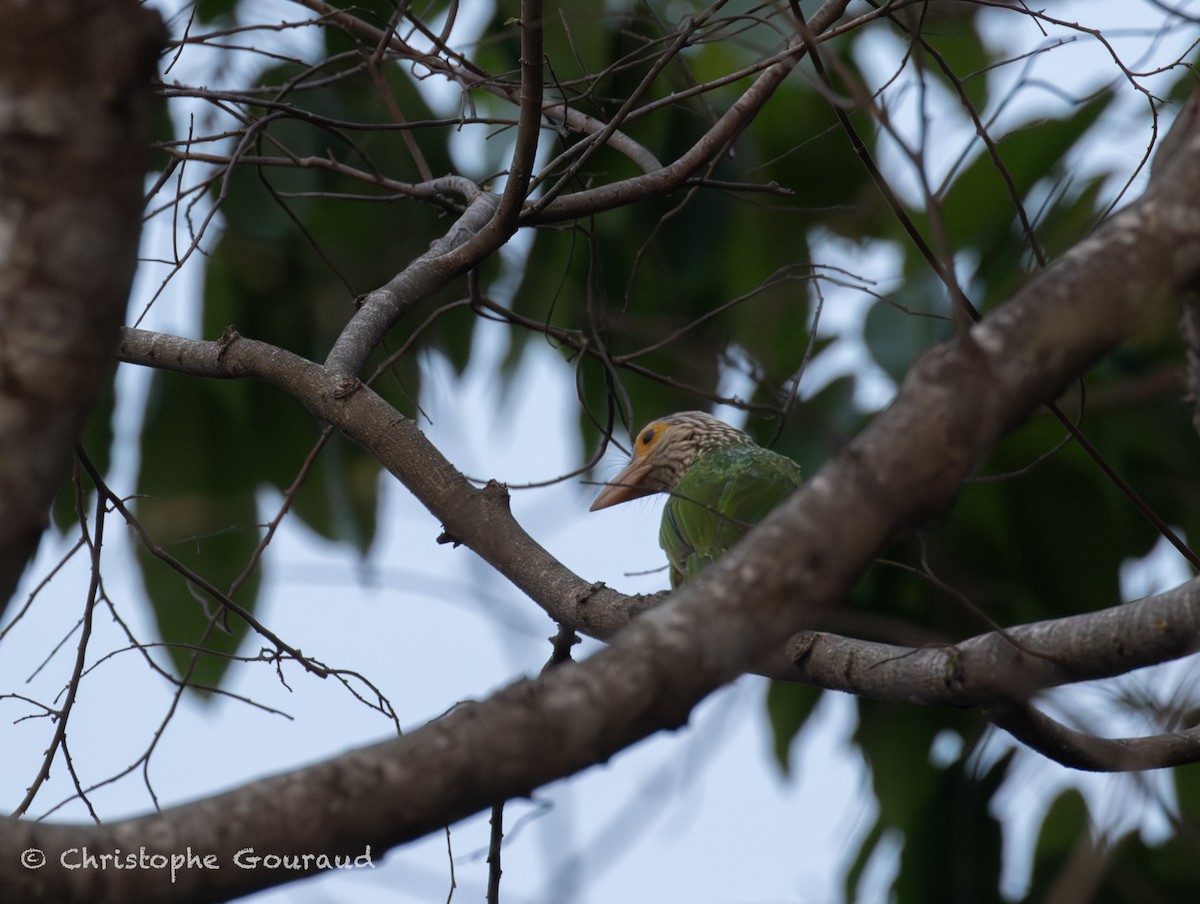 シロボシオオゴシキドリ - ML645382421