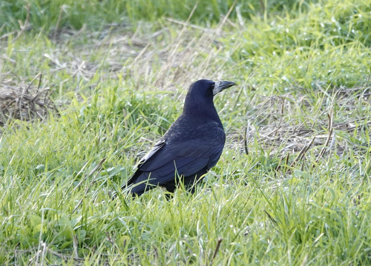 Ekin Kargası - ML645382423