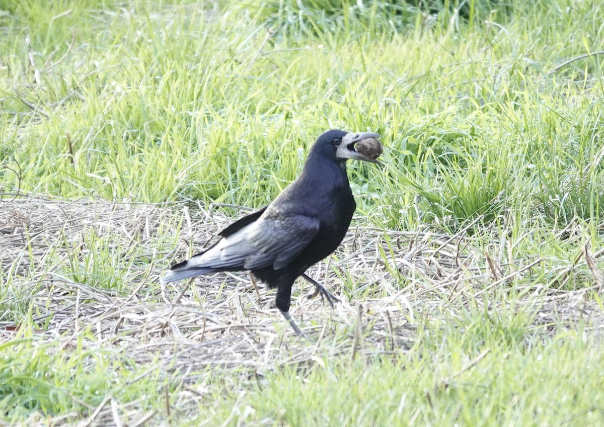 Ekin Kargası - ML645382424