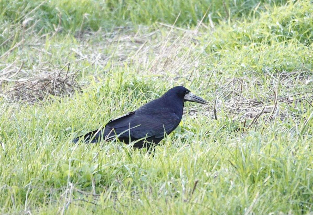 Ekin Kargası - ML645382425