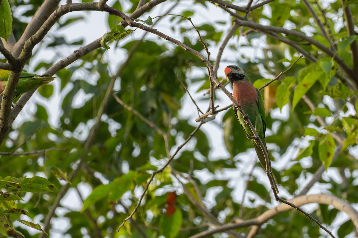 Red-breasted Parakeet - ML645382449