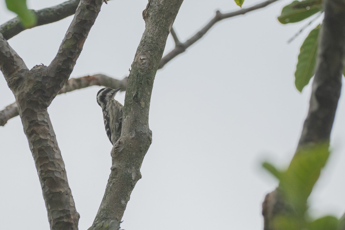 Sunda Pygmy Woodpecker - ML645382451