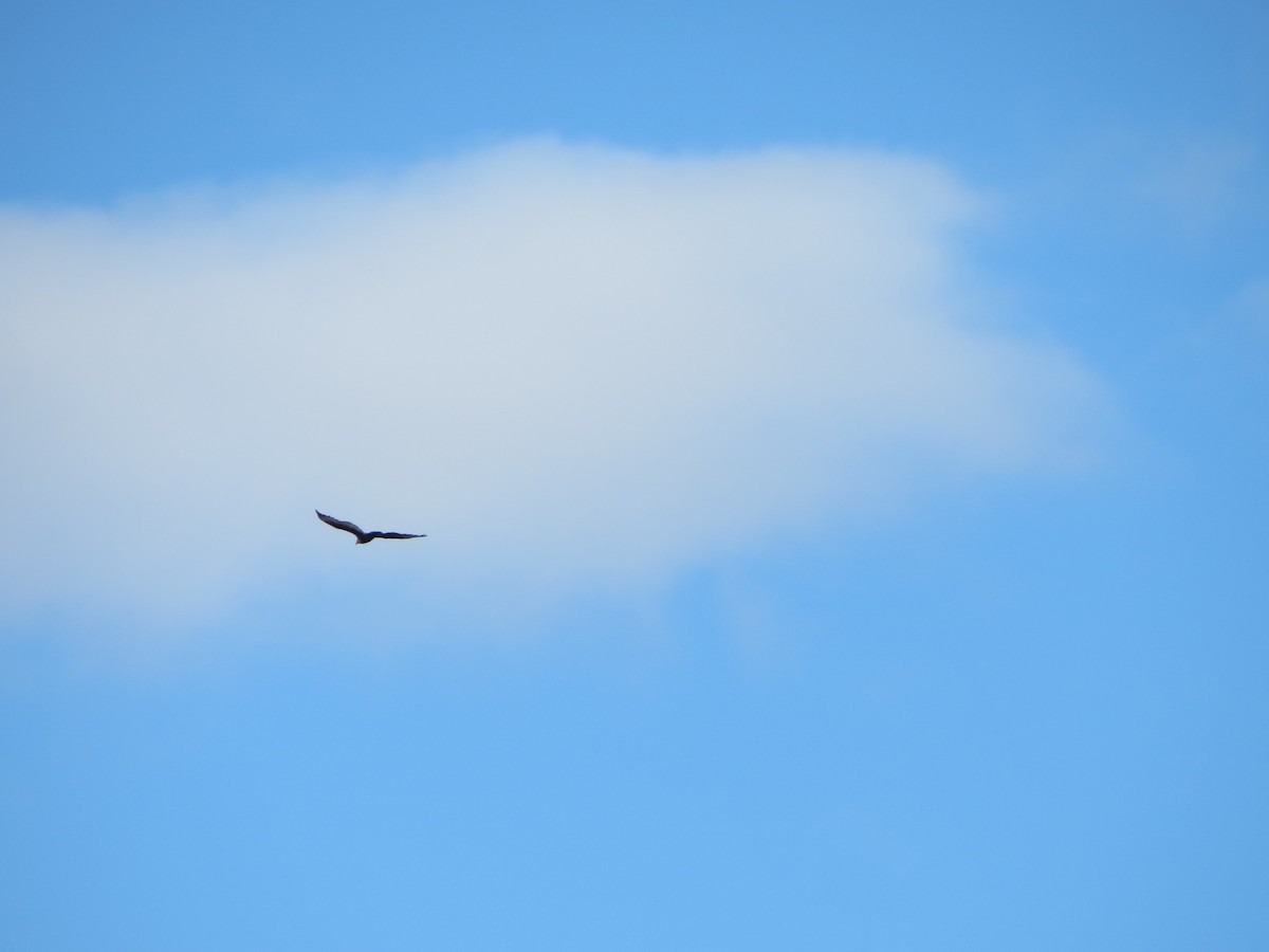 Urubu à tête rouge - ML645382453