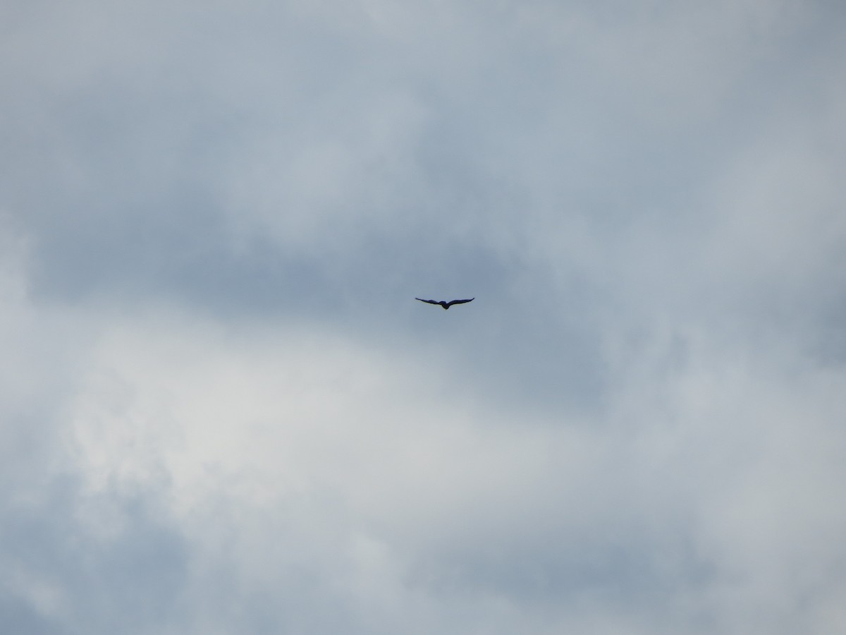 Urubu à tête rouge - ML645382455