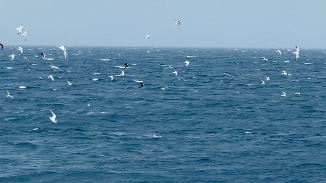 Крячок річковий - ML645382456