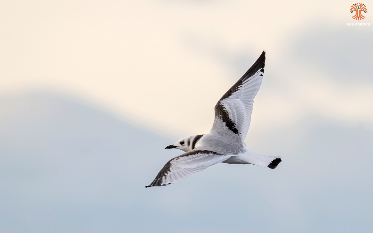 Black-legged Kittiwake - ML645382464