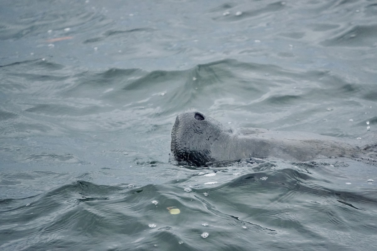 Manatees - ML645382472