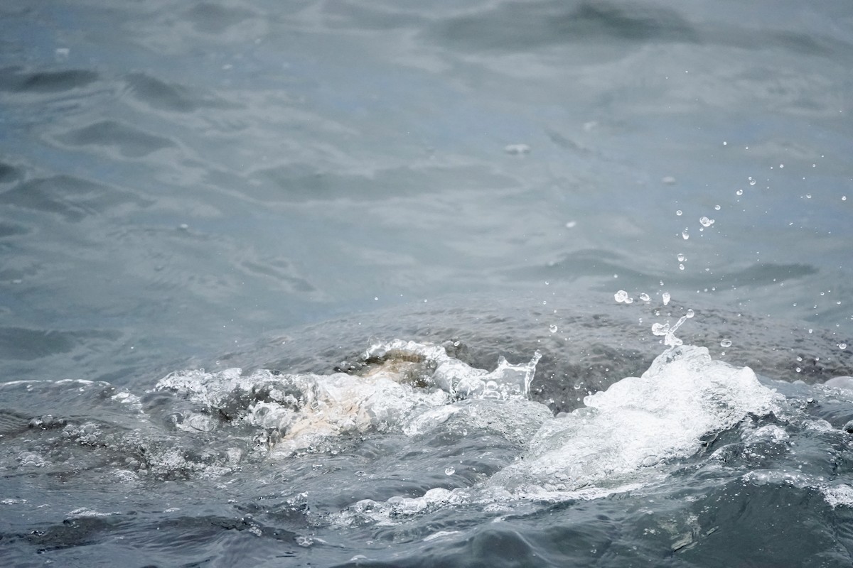 Manatees - ML645382473