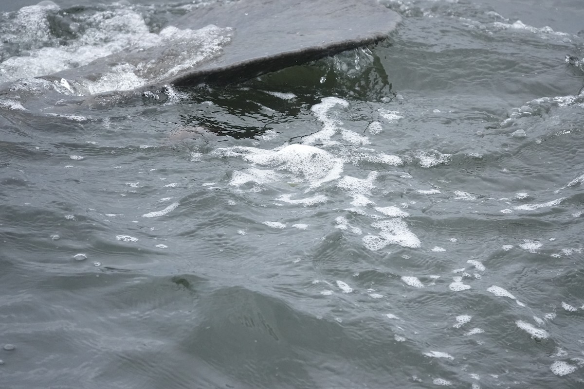 Manatees - ML645382474