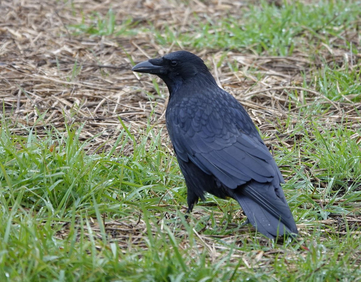Carrion Crow - ML645382479