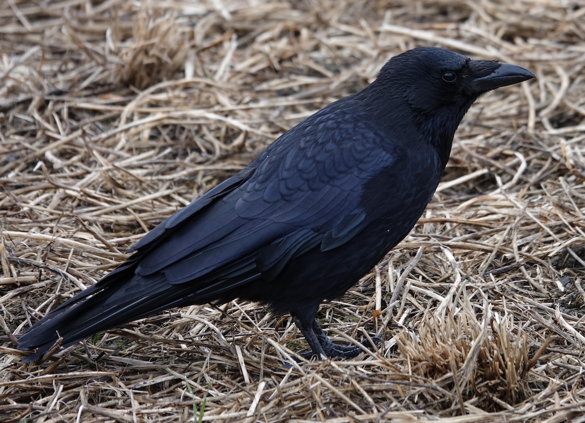 Carrion Crow - ML645382480