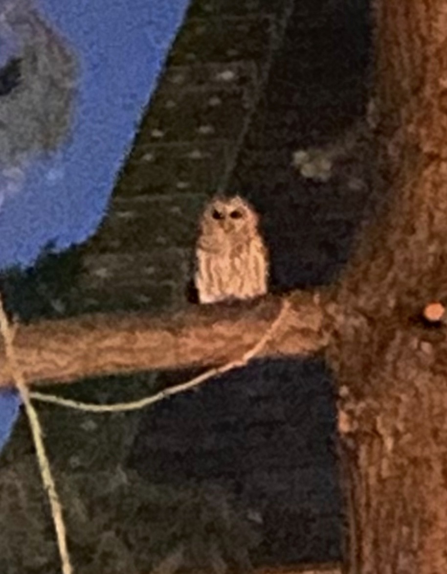 Barred Owl - ML645382483