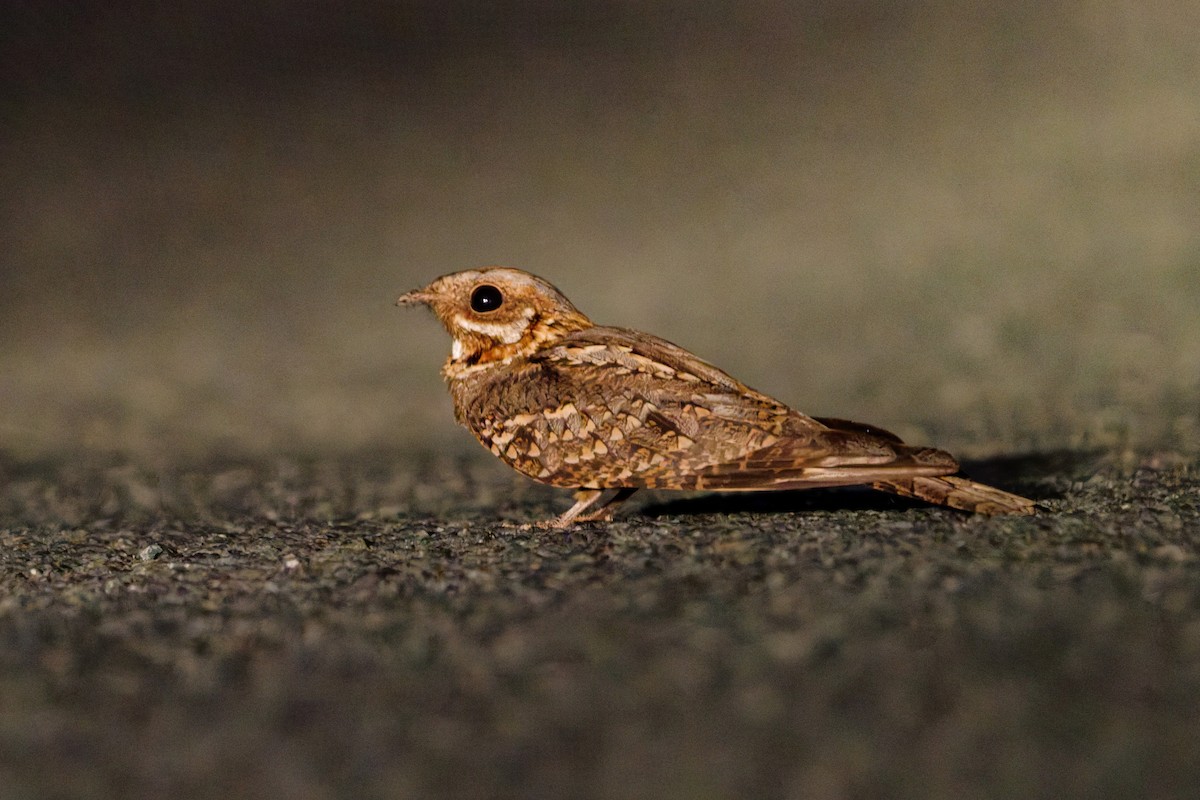 Red-necked Nightjar - ML645382496