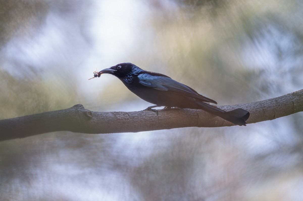 Hair-crested Drongo - ML645382511