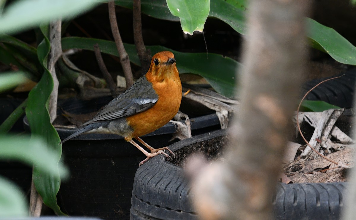 Orange-headed Thrush - ML645382512
