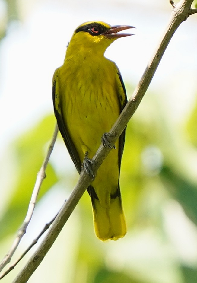 アフリカコウライウグイス - ML645382514