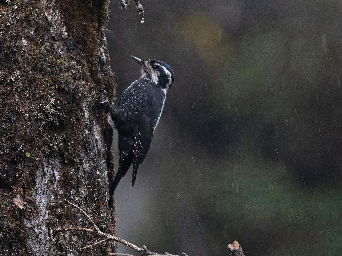 Eurasian Three-toed Woodpecker - ML645382520