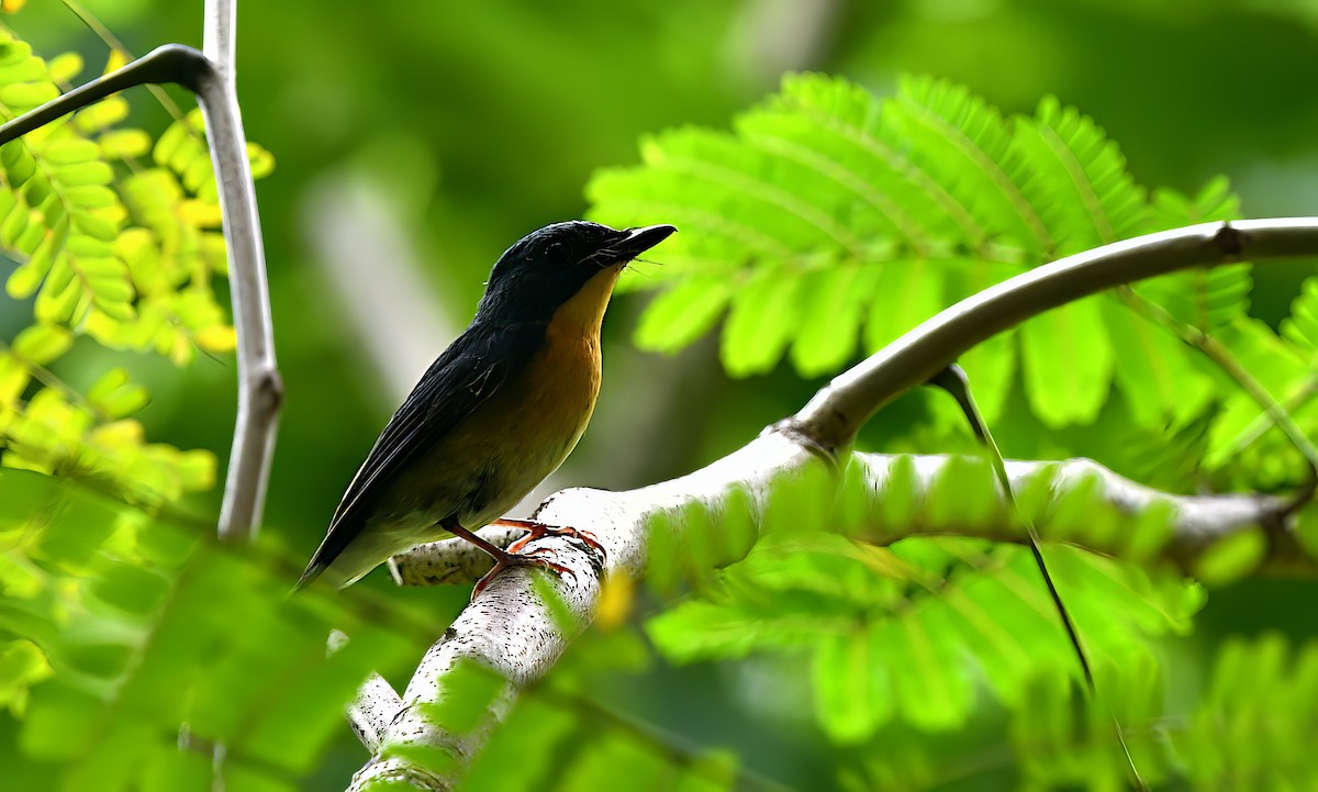 Large Blue Flycatcher - ML645382525