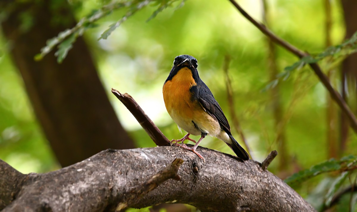 Large Blue Flycatcher - ML645382526