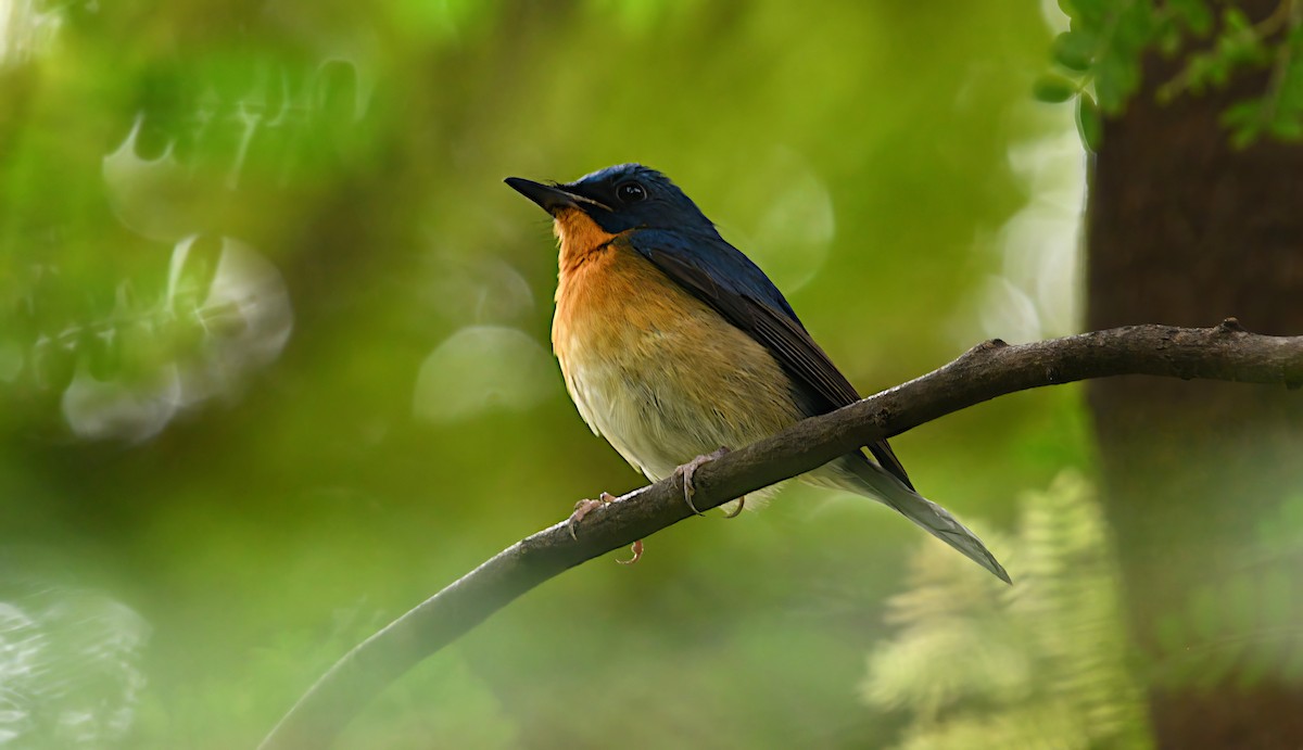 Large Blue Flycatcher - ML645382527