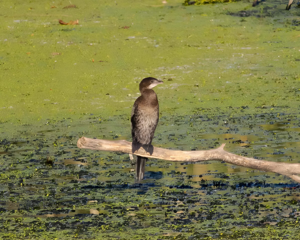 Pygmy Cormorant - ML645382530