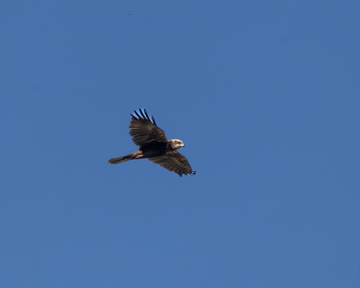 Western Marsh Harrier - ML645382531