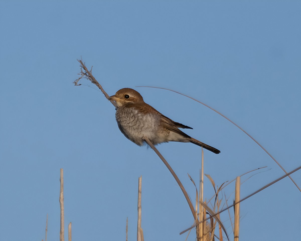 Red-backed Shrike - ML645382532