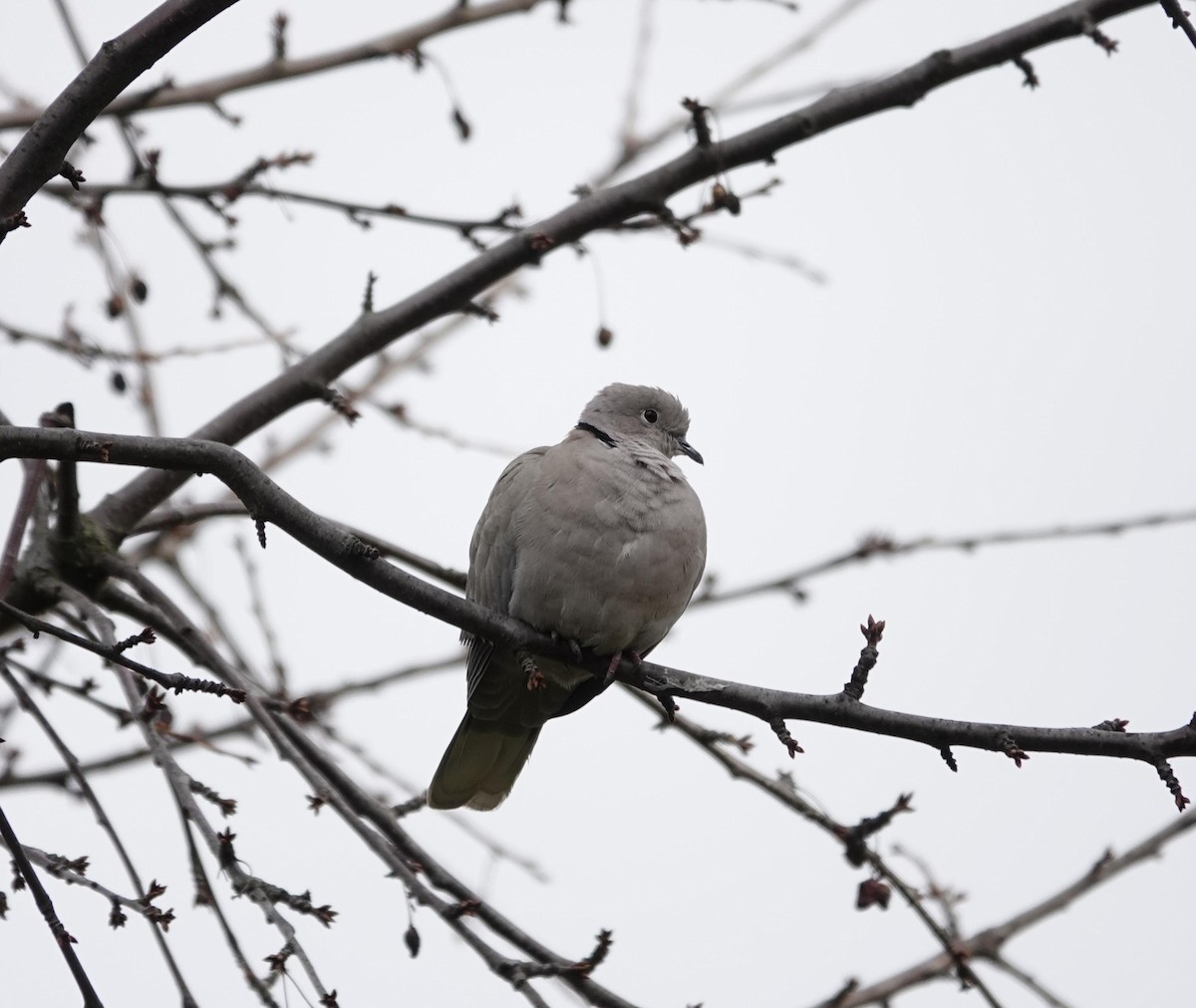 Eurasian Collared-Dove - ML645382538