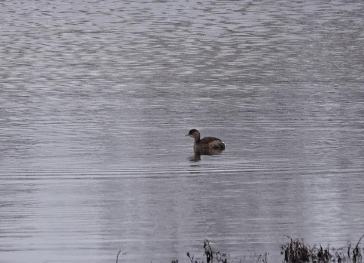 Little Grebe - ML645382548