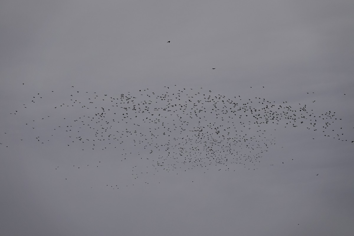 Eurasian Jackdaw - ML645382552