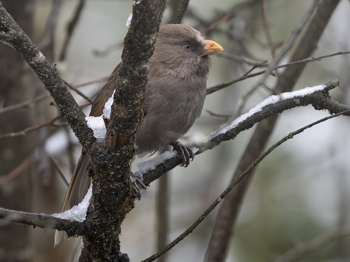 Great Parrotbill - ML645382572