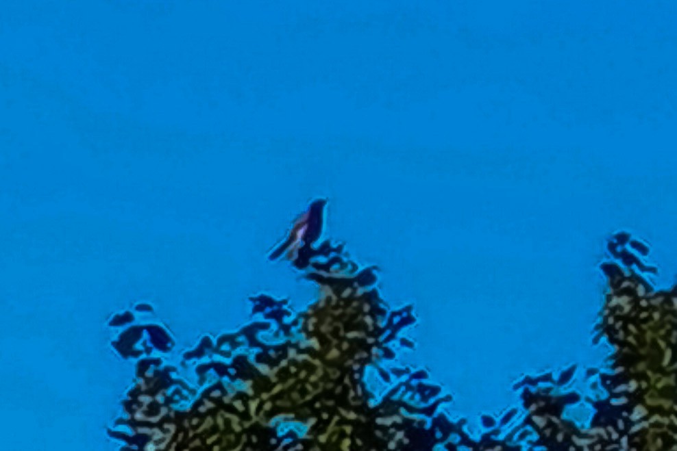 Common Grackle - ML645382574