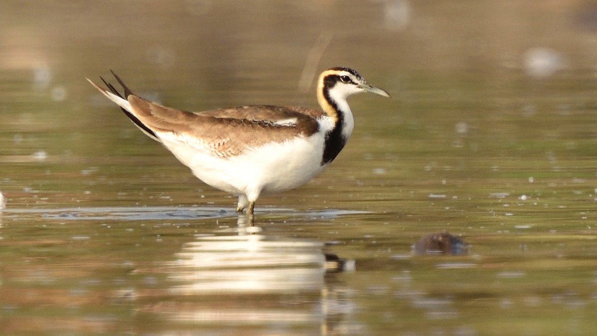 fasanbladhøne - ML645382577