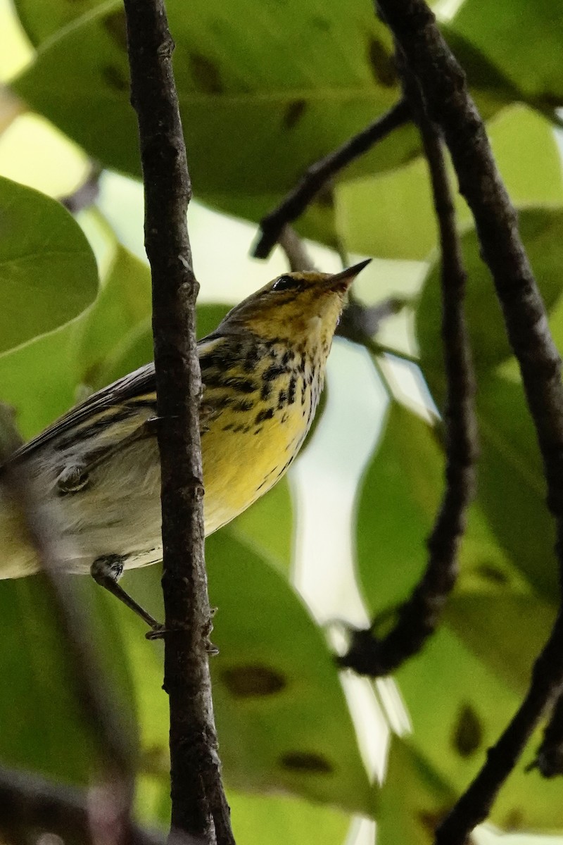 ホオアカアメリカムシクイ - ML645382579